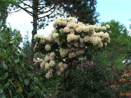 Kranenburg : Rhododendronblüte